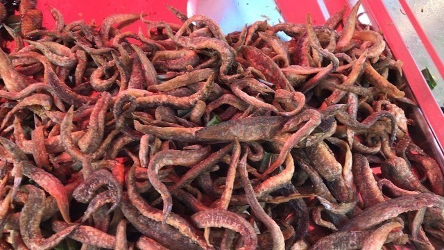 'Most Unique Street Food in China | Different Types of Insects New 2021'