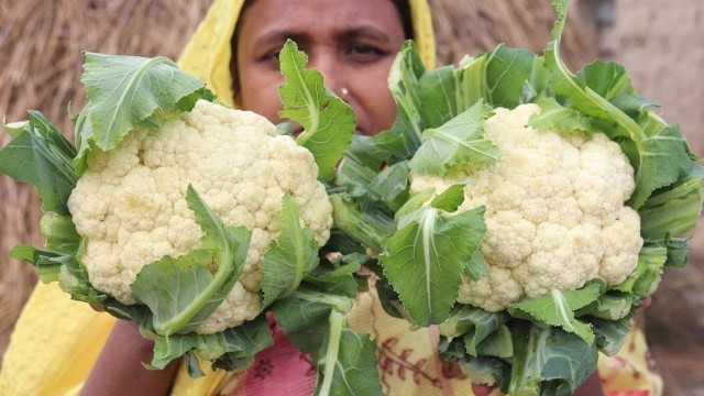 'Village Food Cooking Farm Fresh Cauliflower in My Village Style Tasty & Delicious Cauliflower Fry'