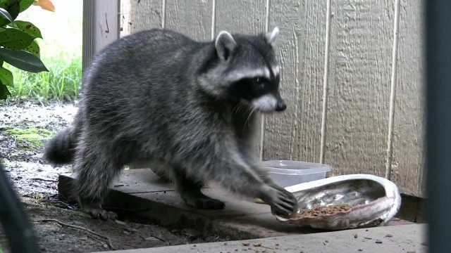 'Raccoon: \"would you share your meal Kitty?\"'