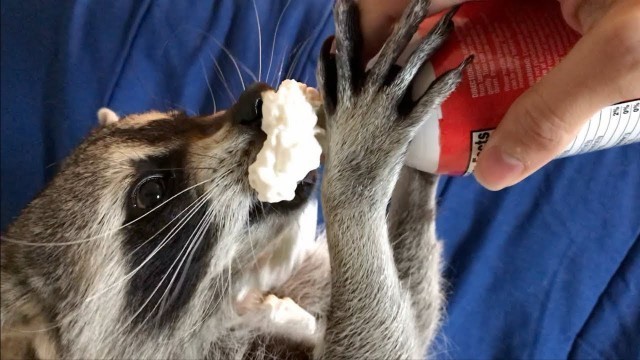 'Taste Test to Find a Raccoons Favorite Snack!'