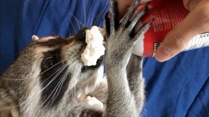 'Taste Test to Find a Raccoons Favorite Snack!'