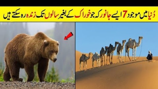 'The Animals which can live without food for many years| Camel live without food| Known Facts|'