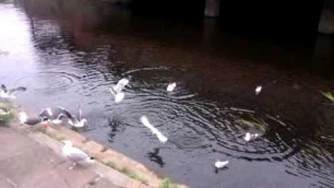 'Retarded seagulls ate my food'