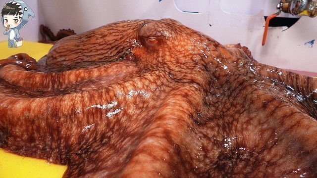 'KOREAN STREET FOOD GIANT OCTOPUS DEVIL FISH KOREA SEAFOOD MARKET 포항 송도활어회센터 문어 090321'