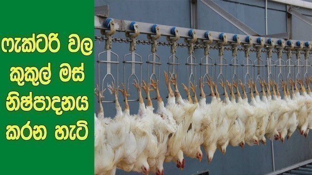 'අපි කැමතිම කෑම වර්ග 6ක් ෆැක්ටරිවල යන්ත්‍රවලින් හදන හැටි ‌මෙන්න. | Satisfying Food Processing Machine'