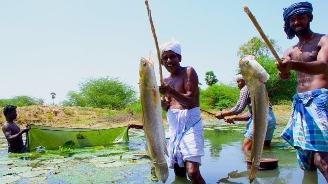 'Fish Catching and Cooking | Viral Meen Kulambu | Snakehead Murrel Fish Curry Recipe | Village Food'