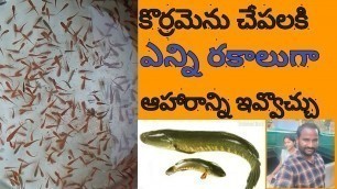 'different types of murrel (snakehead)fish foods'