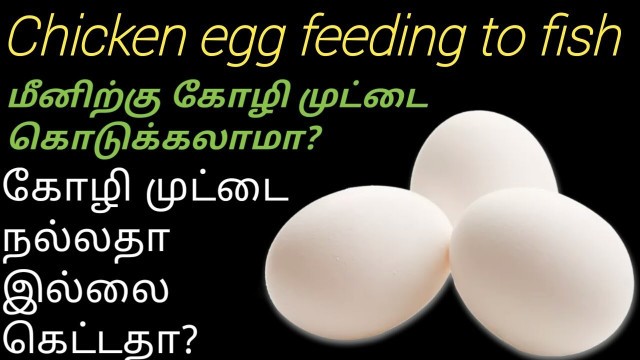 'கோழி முட்டை மீனிற்கு குடுக்கலாமா ? Explained in tamil  Egg yolk feeding / Fish Aquarium Tamil'