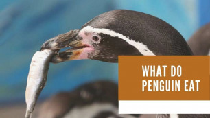 'What do penguin eat || What kinds of food do penguins eat? || what do penguins eat and drink'