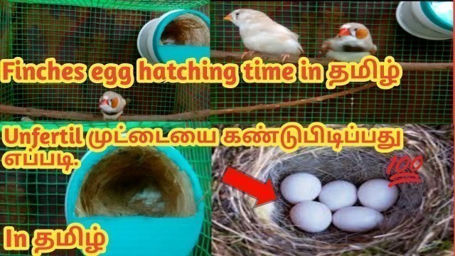 'Finches egg hatching time and hatching details in Tamil ||Ben Birds World'