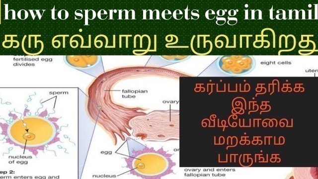 'how sperms meets Egg in tamil | Sperm journey to egg - Tamil | pregnancy tips in Tamil'