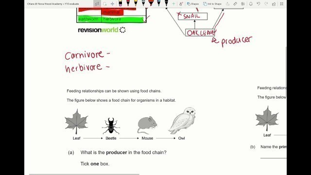 'Y10 Food chain and Food Webs'