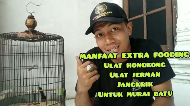 'Manfaat Extra Fooding Untuk Murai Batu'