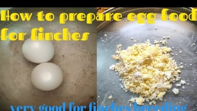 'how to prepare egg food for finches in tamil'