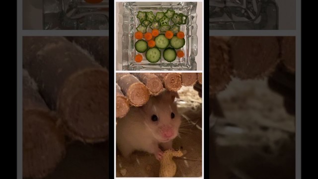 'Food, Glorious Food - Hamster Food edition (short)'