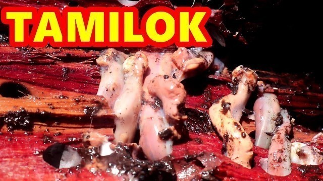 'FRESH TAMILOK (WOOD WORM) HUNTING and EATING! WEIRD FOOD in the PHILIPPINES.'