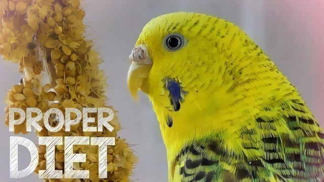 'Budgie Food - Budgie diet for proper care'