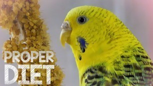 'Budgie Food - Budgie diet for proper care'