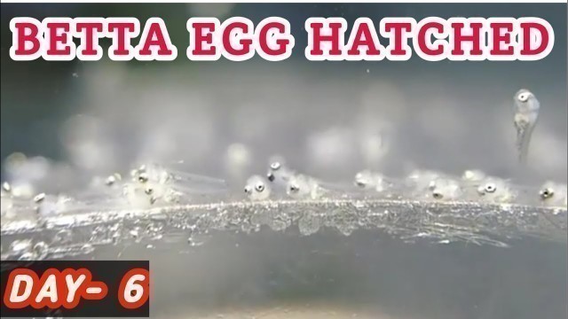 'betta egg hatching time tamil|betta fry|fish & Aquarium'