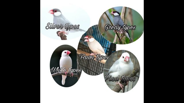 'Java sparrow ,Types,food,nesting,chicks. #sunipets #P&B'