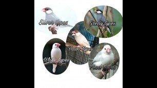 'Java sparrow ,Types,food,nesting,chicks. #sunipets #P&B'