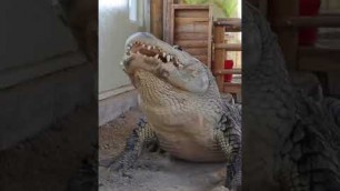 'crocodile eating type food 