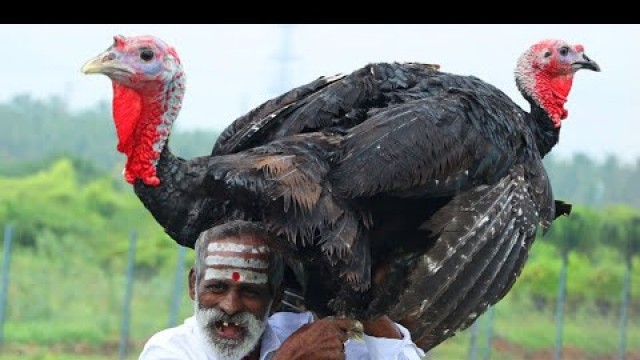 'TURKEY BIRYANI !!! Vaankozhi Biryani prepared by my Daddy Arumugam / Village food factory'