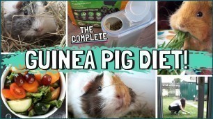 'How to Feed the Best and Healthiest Guinea Pig Diet!'