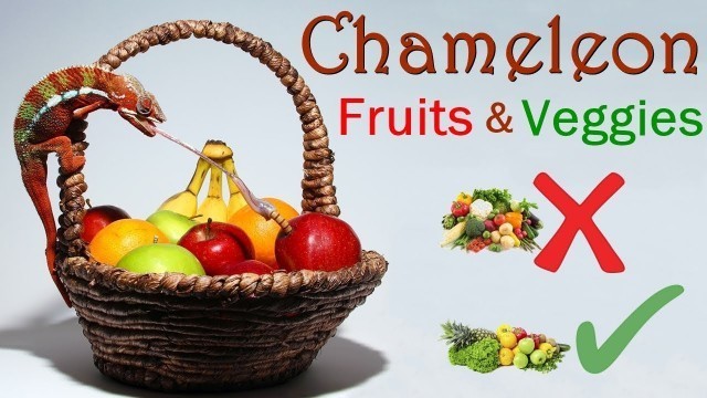 'What Kind of Fruits and Vegetables Do Chameleons Eat - Chameleons Food List'