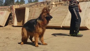 'double coat long hair top breed german shephard 03'