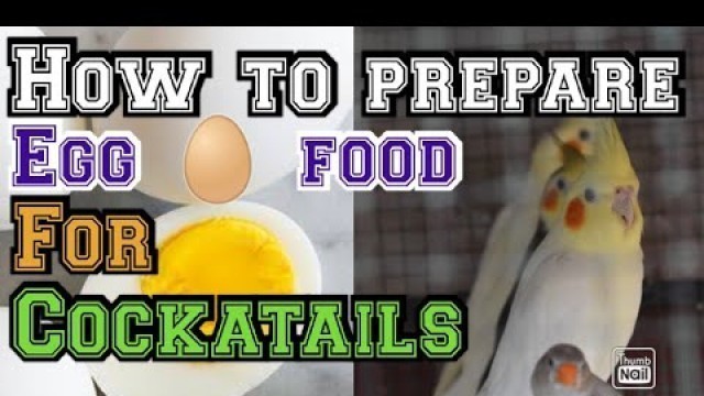 'How to Prepare Egg Food for cockatails in tamil || Healthy diet || GKM Birds'