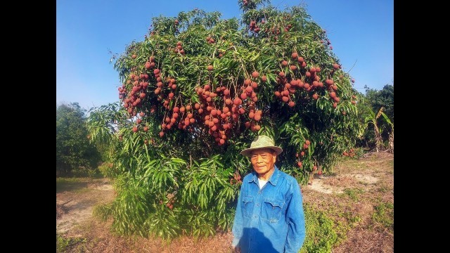 'Lychee and durian farming in thailand - Amazing food'