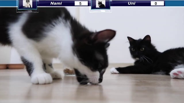 'Cats vs Jar ｜Getting Cat Food Out Challenge | Uni and Nami'