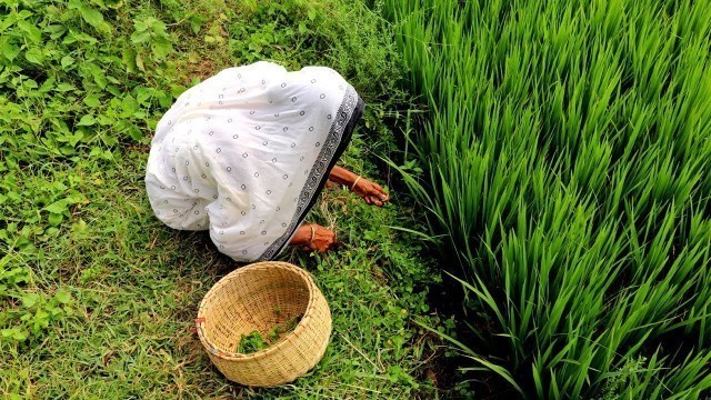 'Village Style Thankuni Bhapa Recipe in Rice by our Grandmother | Indian Village Food'