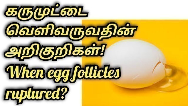 'when egg follicles ruptured tamil? எந்த நாளில் கருமுட்டை வெடித்து வெளிவரும் #womensworld #eggrupture'