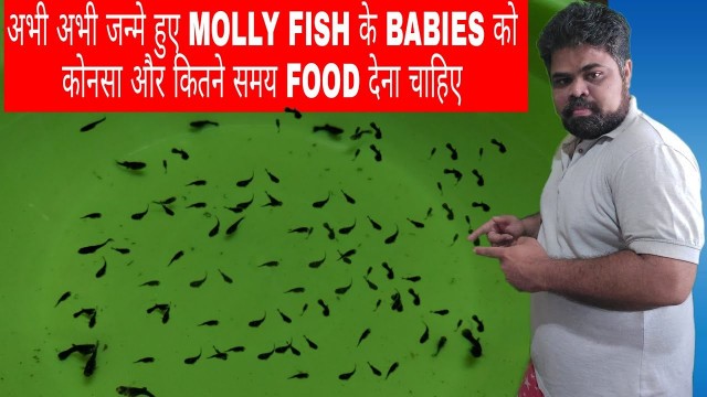 'How To Feed Food New Born Molly Fry | Which Types Of Food New Born Molly Fry Require'