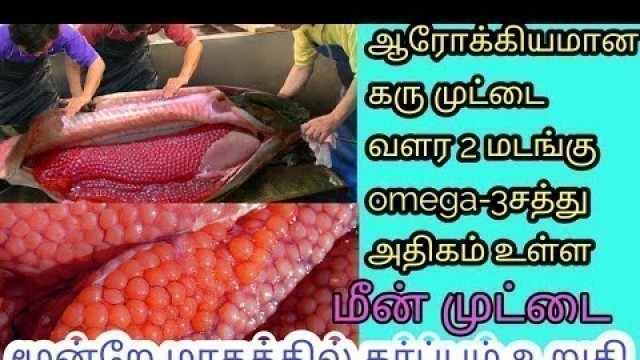 'karumuttai valarchiku tips in tamil||fish egg omega 3||karumuttai varala'