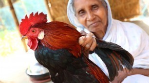 'Deshi Country Chicken Cooking by our Grandmother and my Mother | Village Pure Deshi Country Chicken'