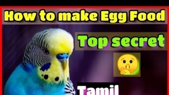 'How to make Egg Food for budgies in Tamil || NK BIRD FARM ||'