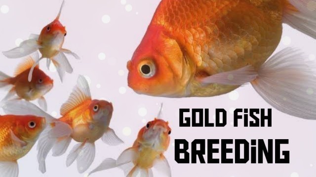 '#How to Breed Goldfish in tamil | #Goldfish home breeding| #goldfish egg hatching'