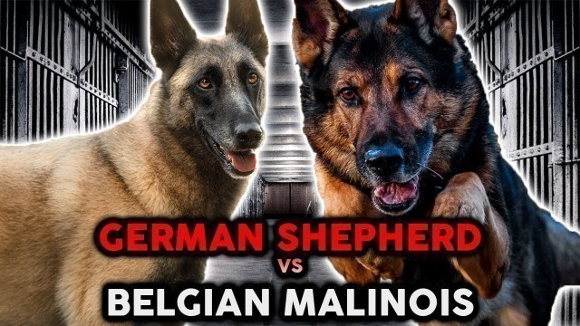 'GERMAN SHEPHERD VS BELGIAN MALINOIS! The Best Guard Dog Breed!'