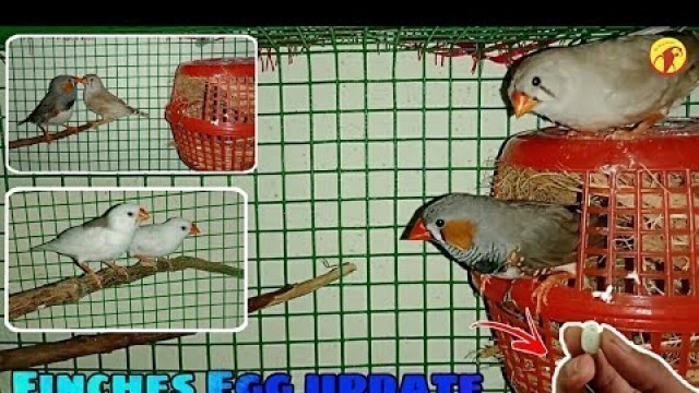 'Finches egg update in Tamil |Ben Birds World'