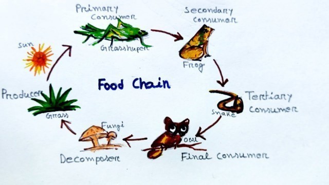 'Food chain drawing easy//how to draw food chain diagram#foodchaindrawing#foodchainprocess'