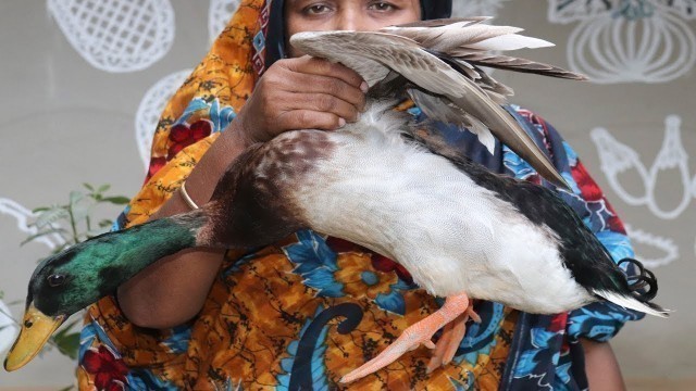 'Village Food Cooking Duck & Rice Flour Recipe How To Cook Duck Curry Yummy Village Style DUCK Recipe'