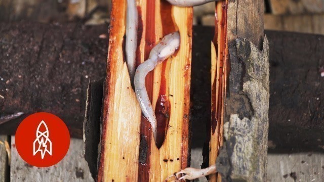 'Dare to Eat the Philippines’ Delectable Woodworms'